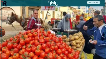 ارتفاع سعر الطماطم إلى 10 جنيهات في أسواق الوادي الجديد مع تحديث أسعار الخضروات والفاكهة